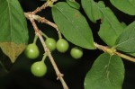 Empogona kirkii subsp. kirkii