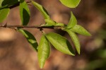 Empogona kirkii subsp. kirkii