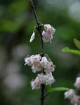 Empogona kirkii subsp. kirkii