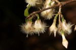 Empogona kirkii subsp. kirkii