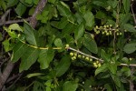 Empogona kirkii subsp. kirkii