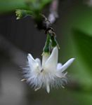 Empogona kirkii subsp. kirkii