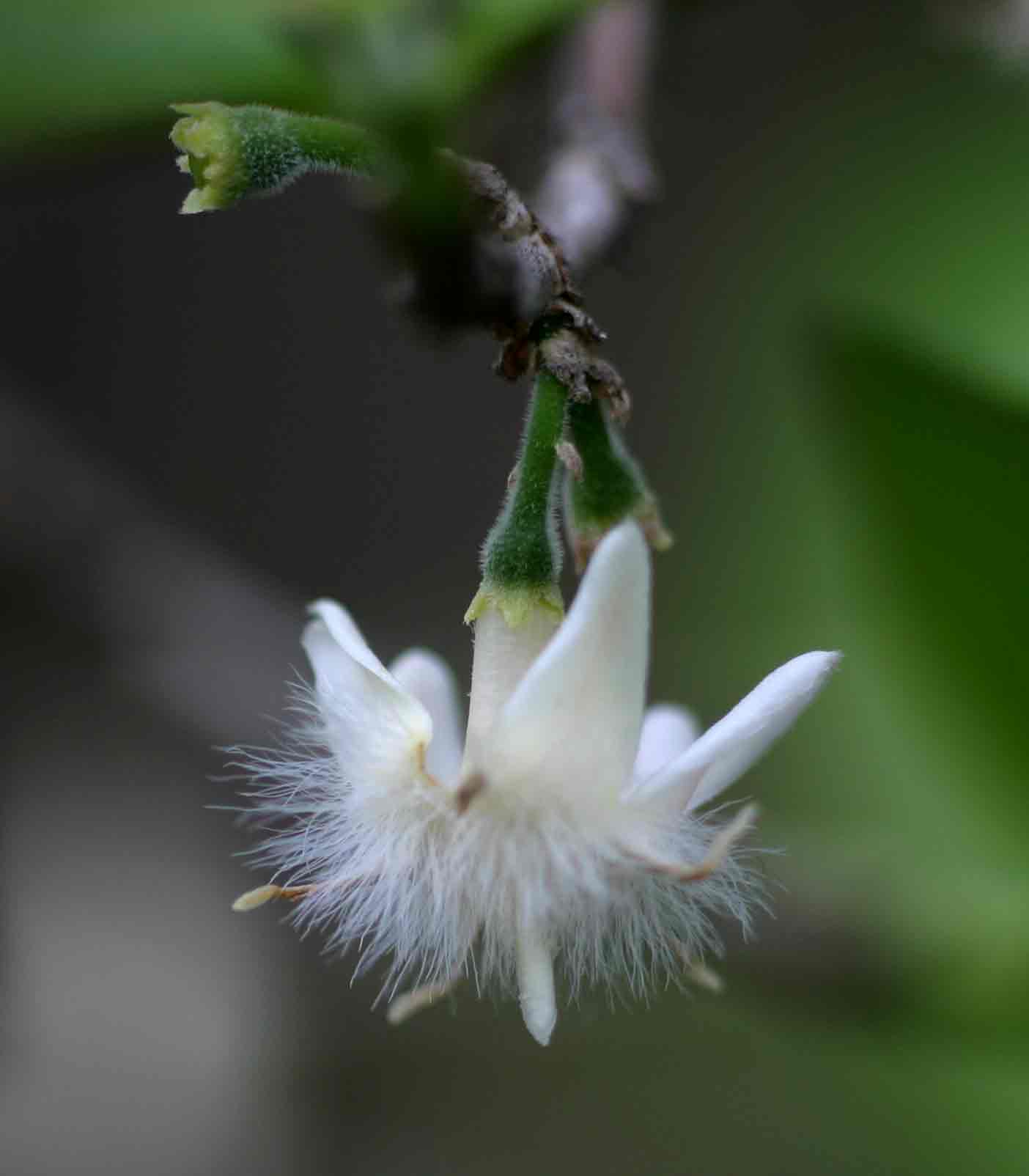 Empogona kirkii subsp. kirkii