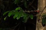 Tricalysia pallens