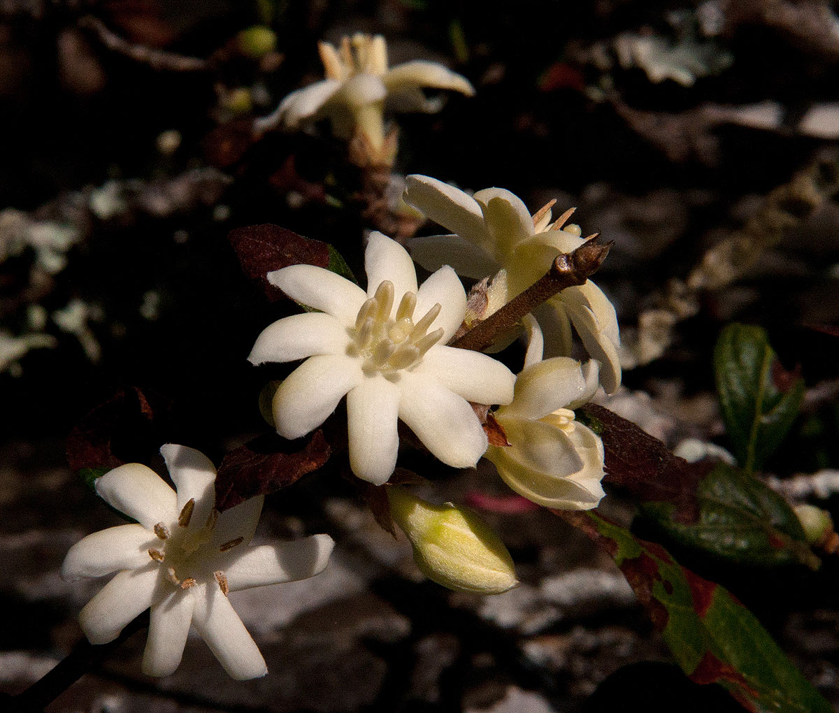 Sericanthe chimanimaniensis