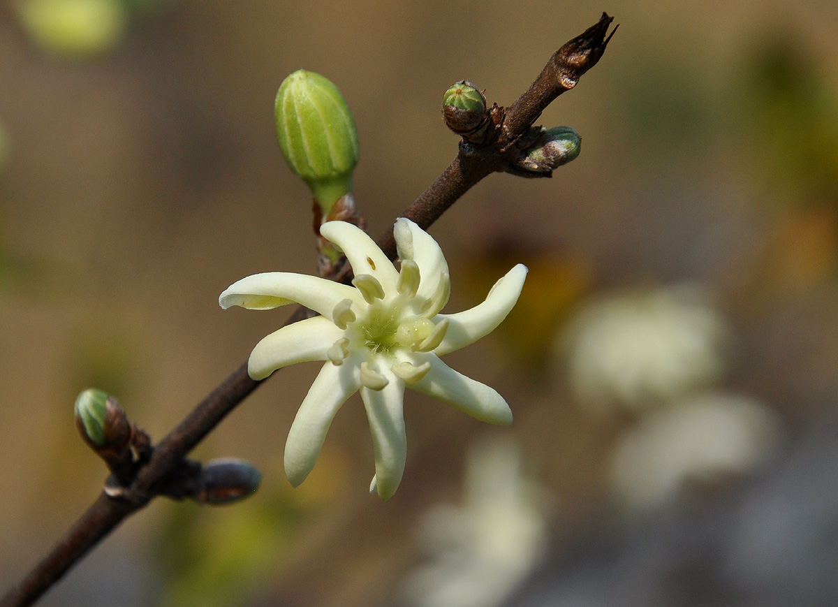 Sericanthe chimanimaniensis