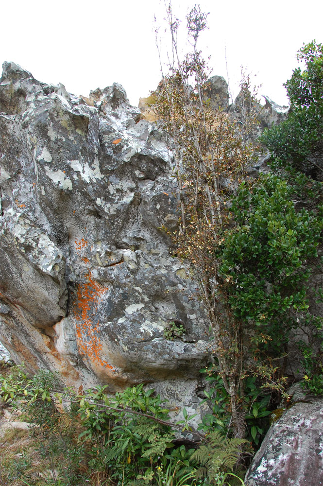 Sericanthe chimanimaniensis