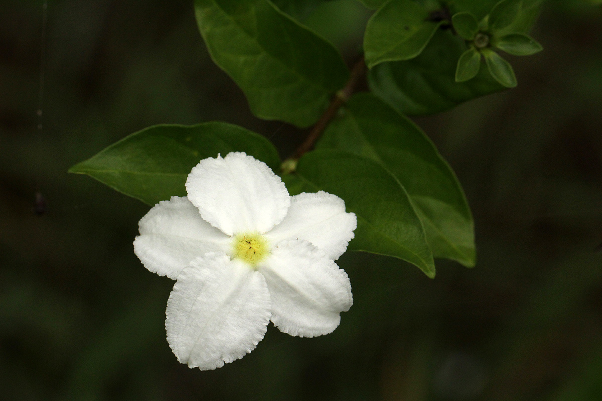 Heinsia crinita subsp. parviflora