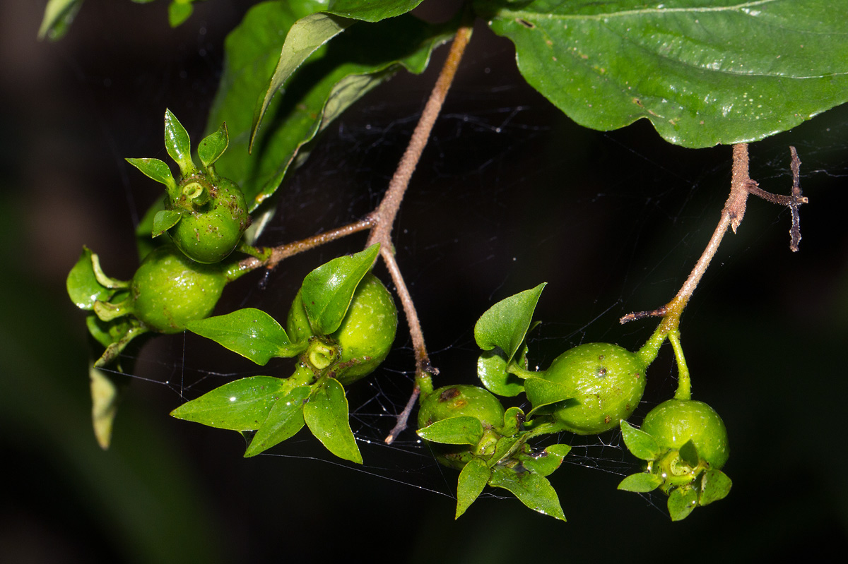 Heinsia crinita subsp. parviflora
