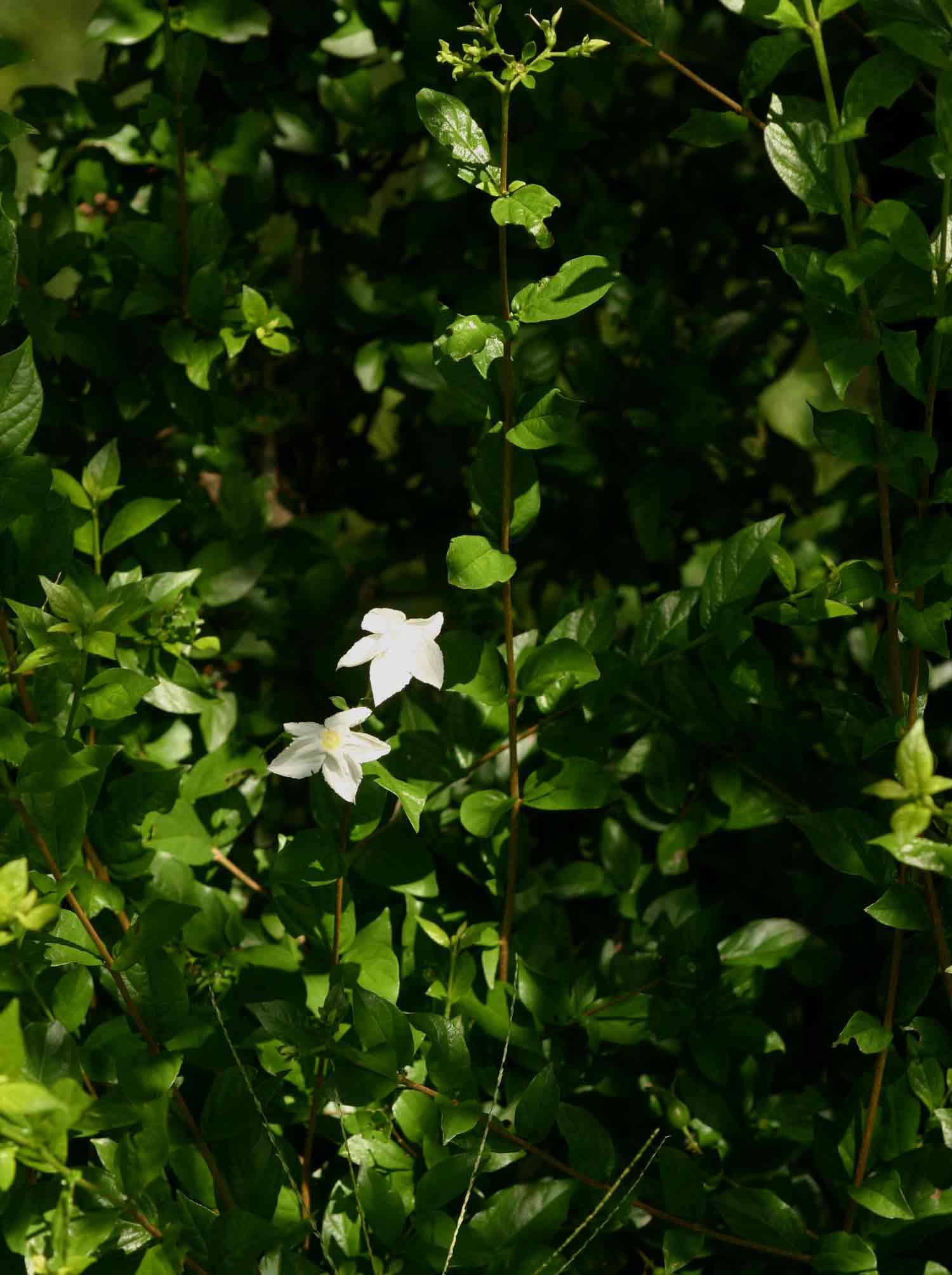 Heinsia crinita subsp. parviflora