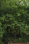 Heinsia crinita subsp. parviflora