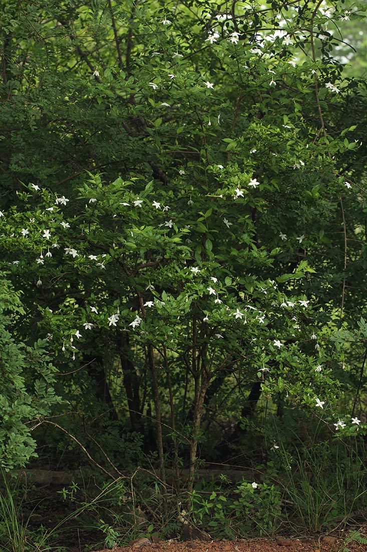 Heinsia crinita subsp. parviflora