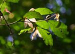 Heinsenia diervilleoides subsp. diervilleoides