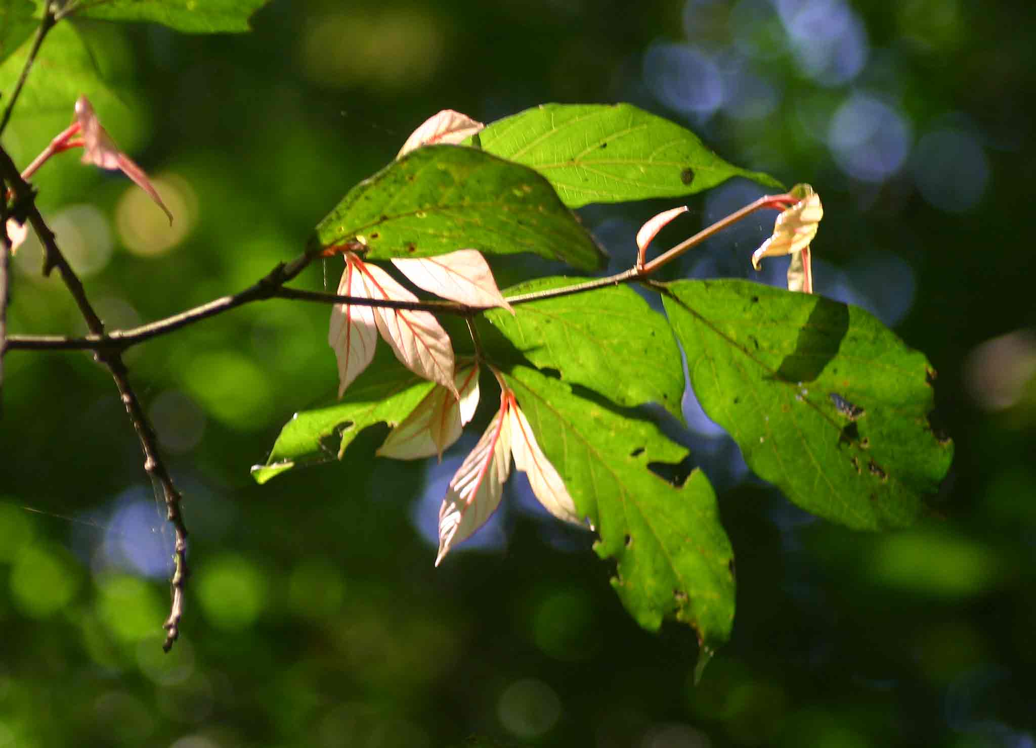 Heinsenia diervilleoides subsp. diervilleoides