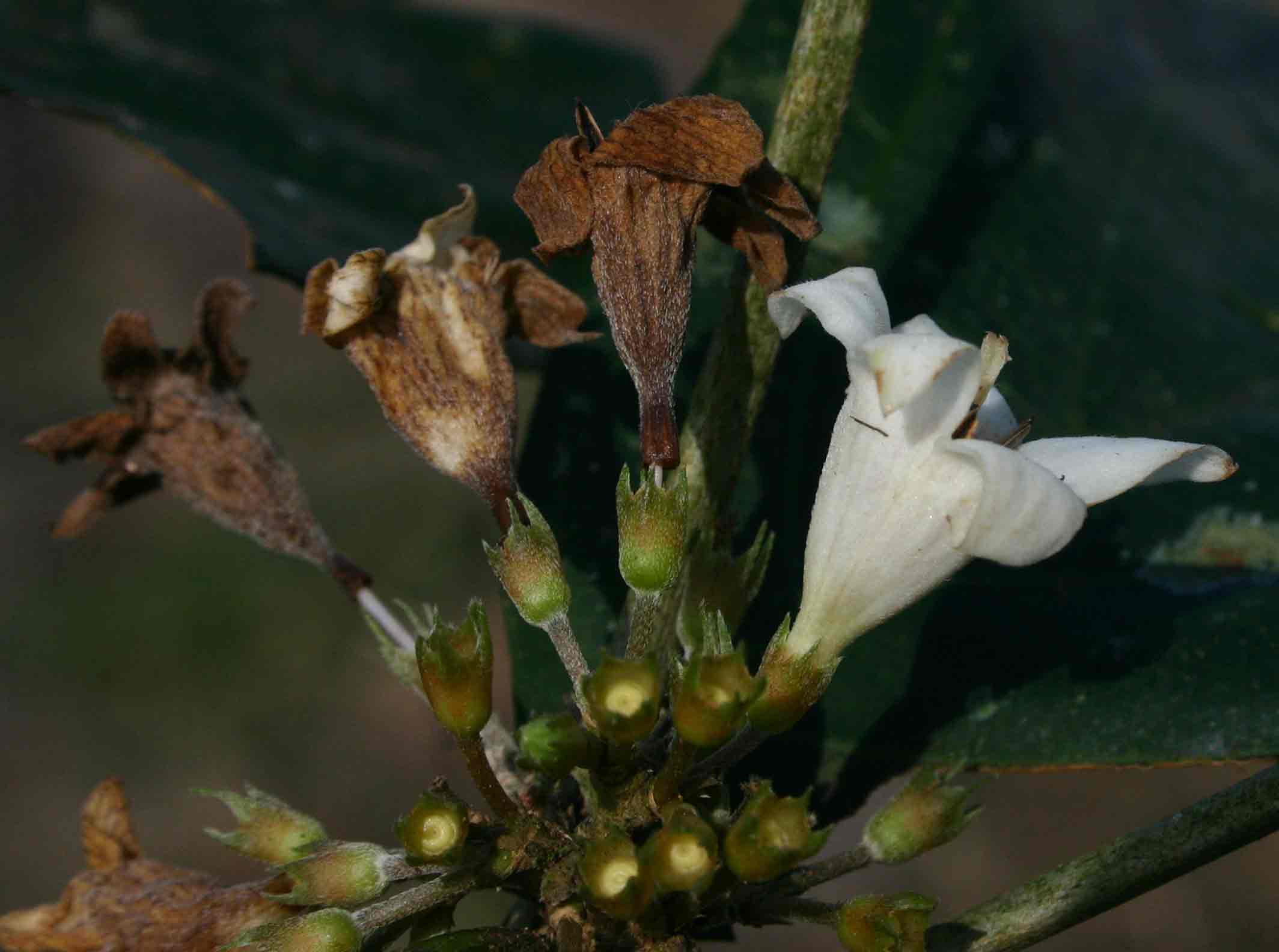 Heinsenia diervilleoides subsp. diervilleoides