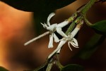 Cremaspora triflora subsp. triflora