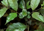 Cremaspora triflora subsp. triflora