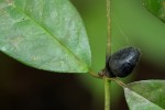 Cremaspora triflora subsp. triflora
