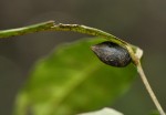Cremaspora triflora subsp. triflora