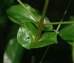 Cremaspora triflora subsp. triflora