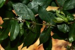 Cremaspora triflora subsp. triflora