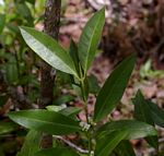 Polysphaeria lanceolata subsp. lanceolata var. lanceolata