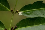 Polysphaeria lanceolata subsp. lanceolata var. lanceolata
