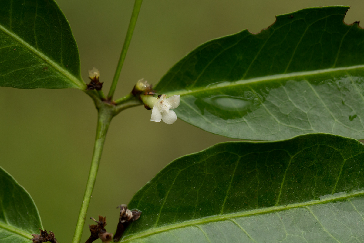 Polysphaeria lanceolata subsp. lanceolata var. lanceolata