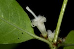 Polysphaeria lanceolata subsp. lanceolata var. lanceolata