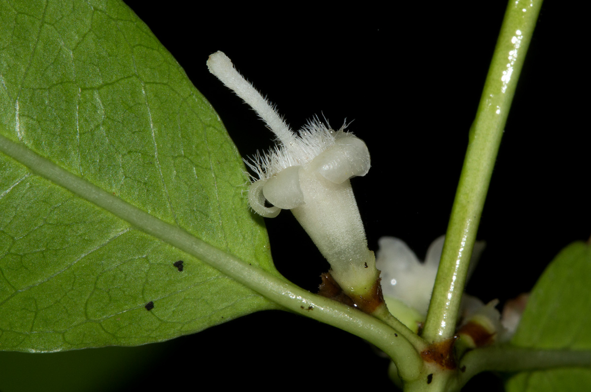 Polysphaeria lanceolata subsp. lanceolata var. lanceolata