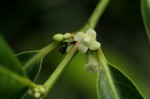 Polysphaeria lanceolata subsp. lanceolata var. lanceolata