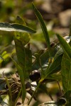 Polysphaeria lanceolata subsp. lanceolata var. lanceolata