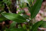 Polysphaeria lanceolata subsp. lanceolata var. lanceolata
