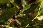 Polysphaeria lanceolata subsp. lanceolata var. lanceolata