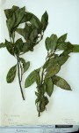 Polysphaeria lanceolata subsp. lanceolata var. lanceolata