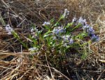 Pentanisia schweinfurthii