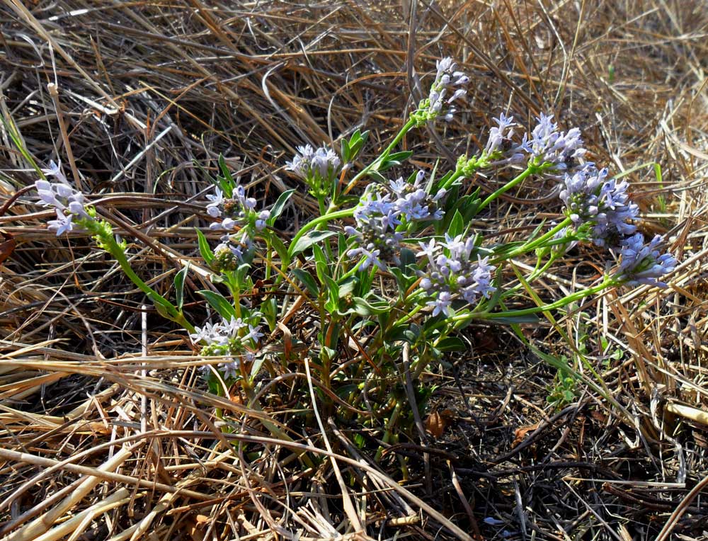 Pentanisia schweinfurthii