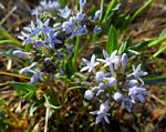 Pentanisia schweinfurthii