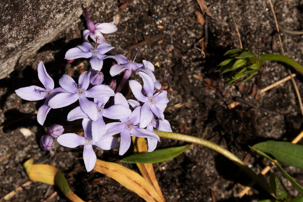 Pentanisia sykesii subsp. otomerioides