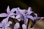 Pentanisia sykesii subsp. otomerioides