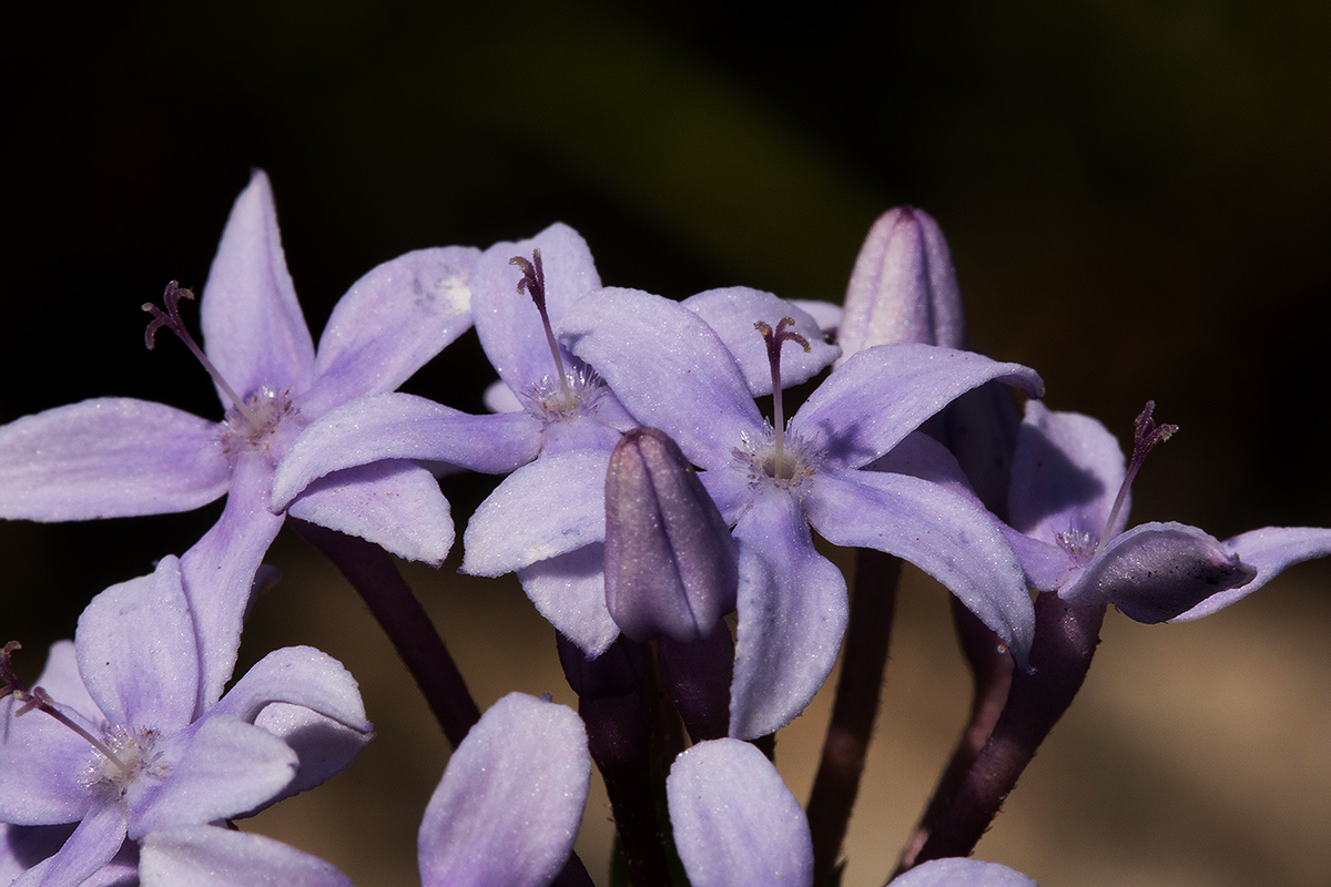 Pentanisia sykesii subsp. otomerioides