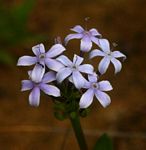 Pentanisia sykesii subsp. otomerioides