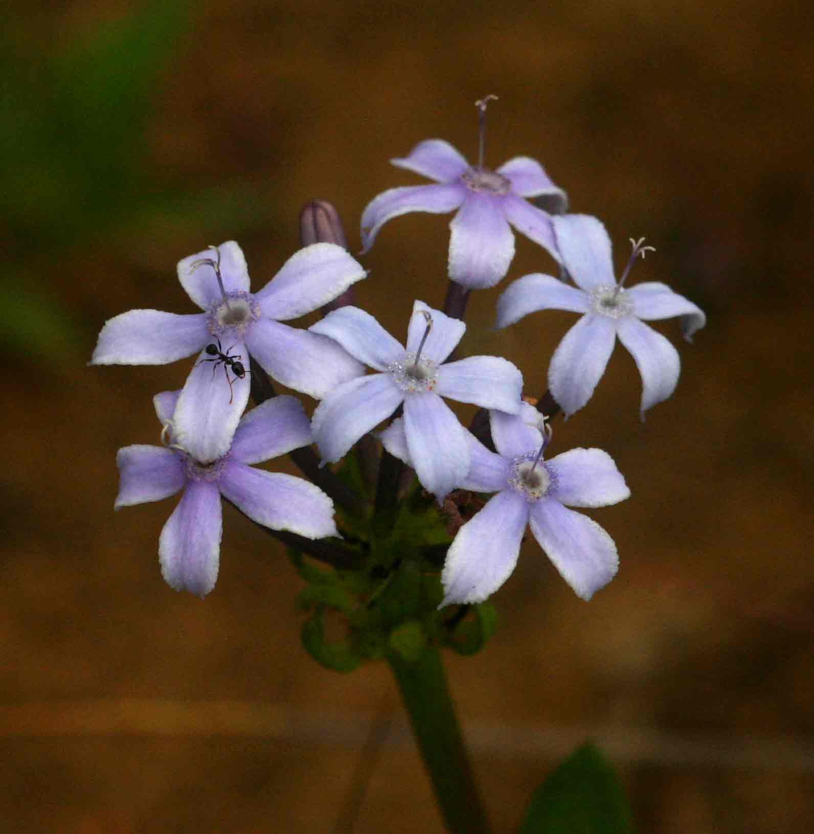 Pentanisia sykesii subsp. otomerioides