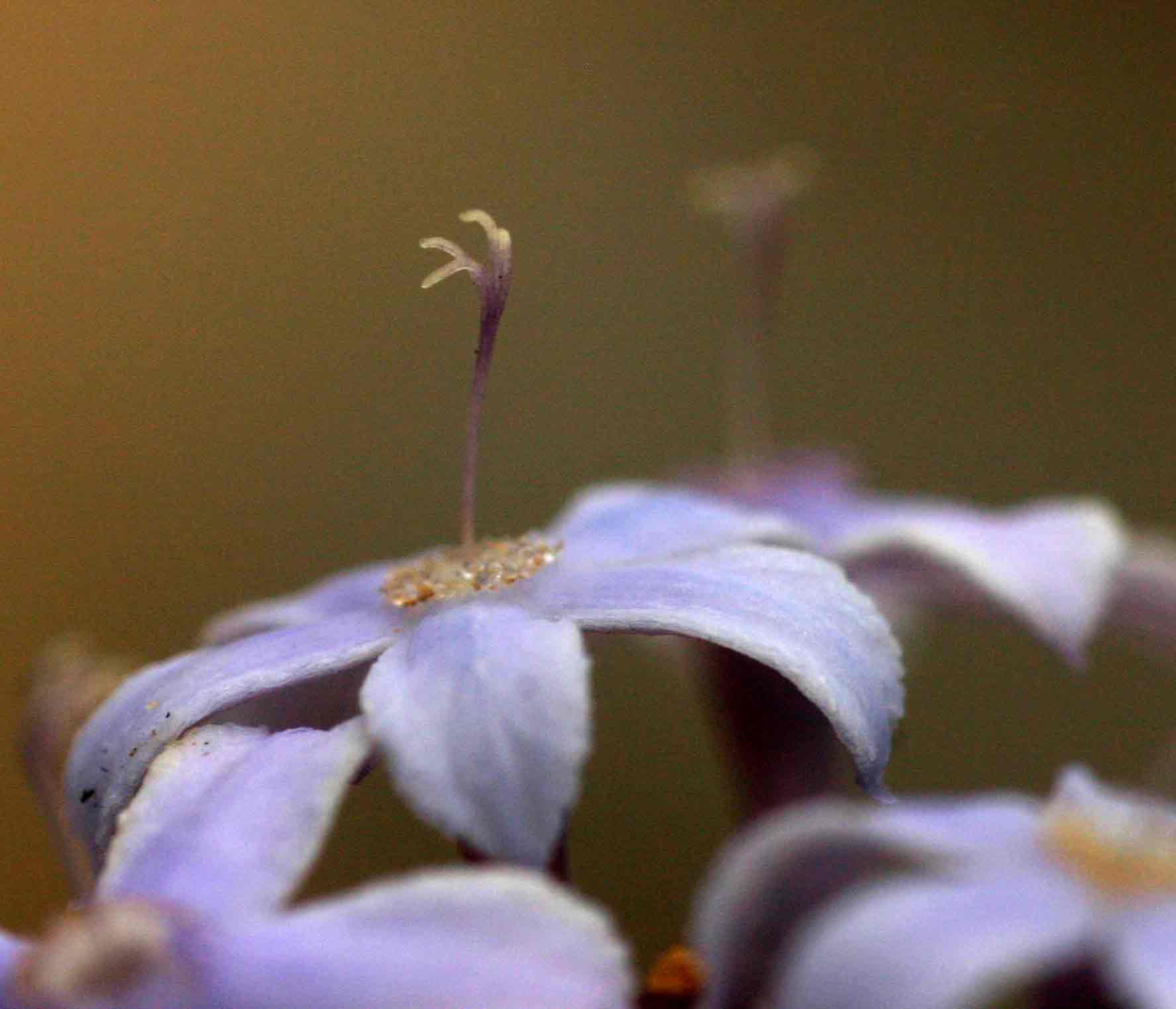 Pentanisia sykesii subsp. otomerioides