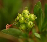 Pentanisia sykesii subsp. otomerioides