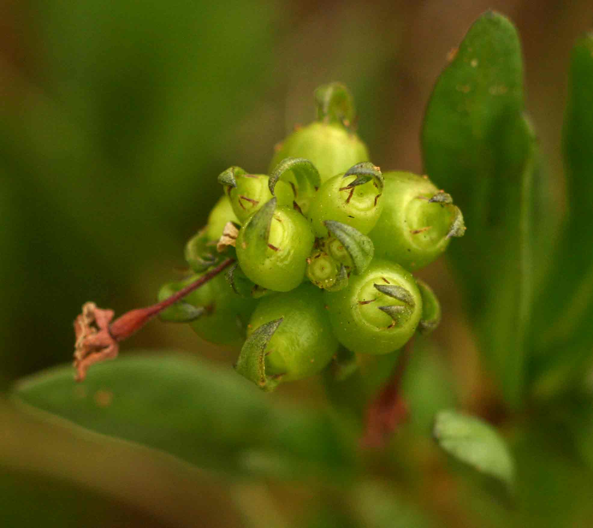 Pentanisia sykesii subsp. otomerioides