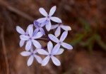Pentanisia sykesii subsp. otomerioides