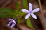 Pentanisia sykesii subsp. otomerioides