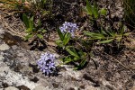 Pentanisia sykesii subsp. otomerioides