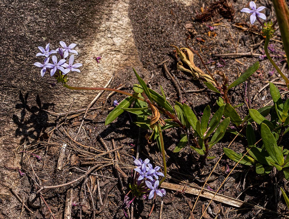 Pentanisia sykesii subsp. otomerioides